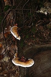 Fichtenporling Fomitopsis pinicola-a.jpg
