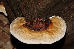 Fichtenporling Fomitopsis pinicola-b.jpg