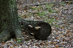 Fichtenporling Fomitopsis pinicola.jpg