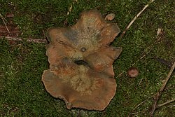 Fichtenreizker-1.jpg