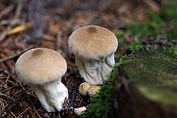 Flaschenbovist-a.jpg