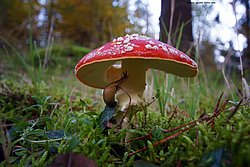 Fliegenpilz-00.jpg