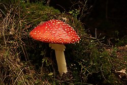 Fliegenpilz-001.jpg
