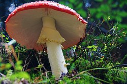 Fliegenpilz-002.jpg