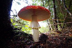 Fliegenpilz-005.jpg