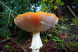 Fliegenpilz-006.jpg