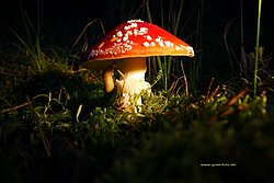 Fliegenpilz-01.jpg