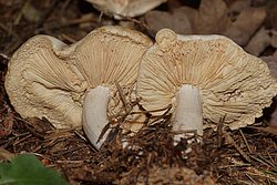 Gefleckte Ruebling Rhodocollybia maculata-b.jpg
