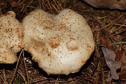 Gefleckte Ruebling Rhodocollybia maculata.jpg