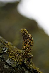 Gelbe Baumflechte-b.jpg