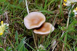 Gelblicher Rasenhaeubling-1-b.jpg