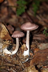 Gemeine Rettich-Helmling-a.jpg