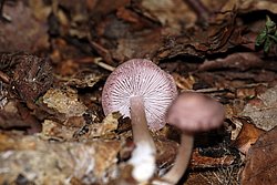 Gemeine Rettich-Helmling-b.jpg