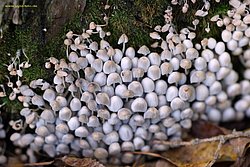 Gesaeter Tintling-a.jpg