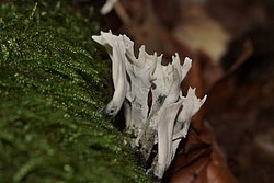 Geweihfoermige Holzkeulen-b.jpg