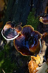 Glänzender Lackporling Ganoderma lucidum-a.jpg