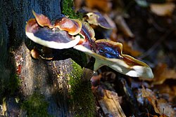 Glänzender Lackporling Ganoderma lucidum-b.jpg