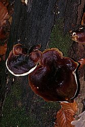 Glänzender Lackporling Ganoderma lucidum.jpg