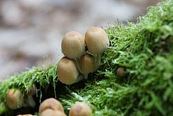 Glimmertintling. Coprinellus micaceus s.l-a.jpg