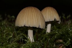 Glimmertintling. Coprinellus micaceus s.l-b.jpg