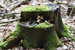 Glimmertintling. Coprinellus micaceus s.l.jpg