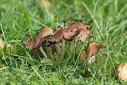 Glimmertintlinge Coprinellus micaceus-a.jpg