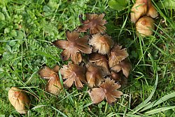 Glimmertintlinge Coprinellus micaceus.jpg