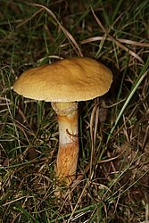 Goldroehrling-a.jpg
