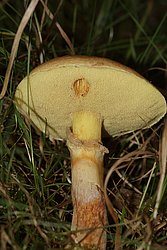 Goldroehrling-b.jpg