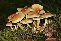 Gruenblaettriger Schwefelkopf-a.jpg