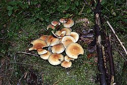 Gruenblaettriger Schwefelkopf.jpg