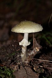 Gruener Knollenblaetterpilz-a.jpg