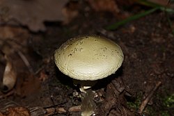 Gruener Knollenblaetterpilz.jpg