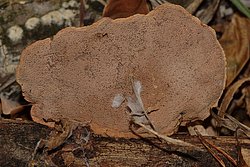 Hapalopilus rutilans-a.jpg