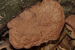 Hapalopilus rutilans.jpg