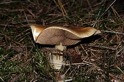 Hebeloma laterinum-a.jpg