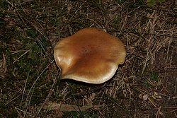 Hebeloma laterinum.jpg