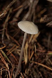 Helmling Mycena sp-a.jpg