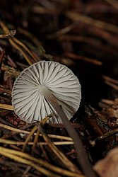 Helmling Mycena sp-b.jpg