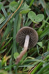 Heuschnittpilz Panaeolina foenisecii-a.jpg