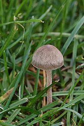 Heuschnittpilz Panaeolina foenisecii.jpg