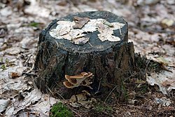 Ischnoderma benzoinum.jpg