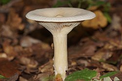 Kokosflocken-Milchling-a.jpg