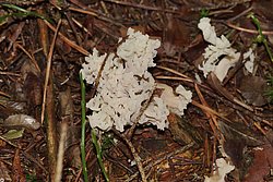 Korallenpilz Clavulina cinerea-a.jpg
