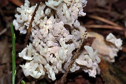 Korallenpilz Clavulina cinerea-b.jpg