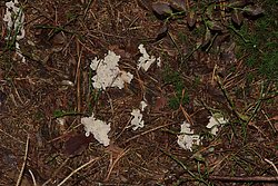 Korallenpilz Clavulina cinerea.jpg