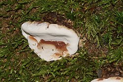 Lackporling Ganoderma sp-a.jpg