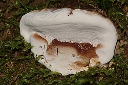 Lackporling Ganoderma sp-b.jpg