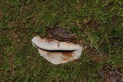 Lackporling Ganoderma sp.jpg