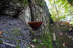 Leberreischling-a.jpg
